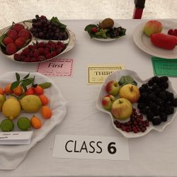 Section B: FRUIT CLASS -6 A collection of three  kinds of ripe fruit